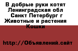 В добрые руки.котят - Ленинградская обл., Санкт-Петербург г. Животные и растения » Кошки   